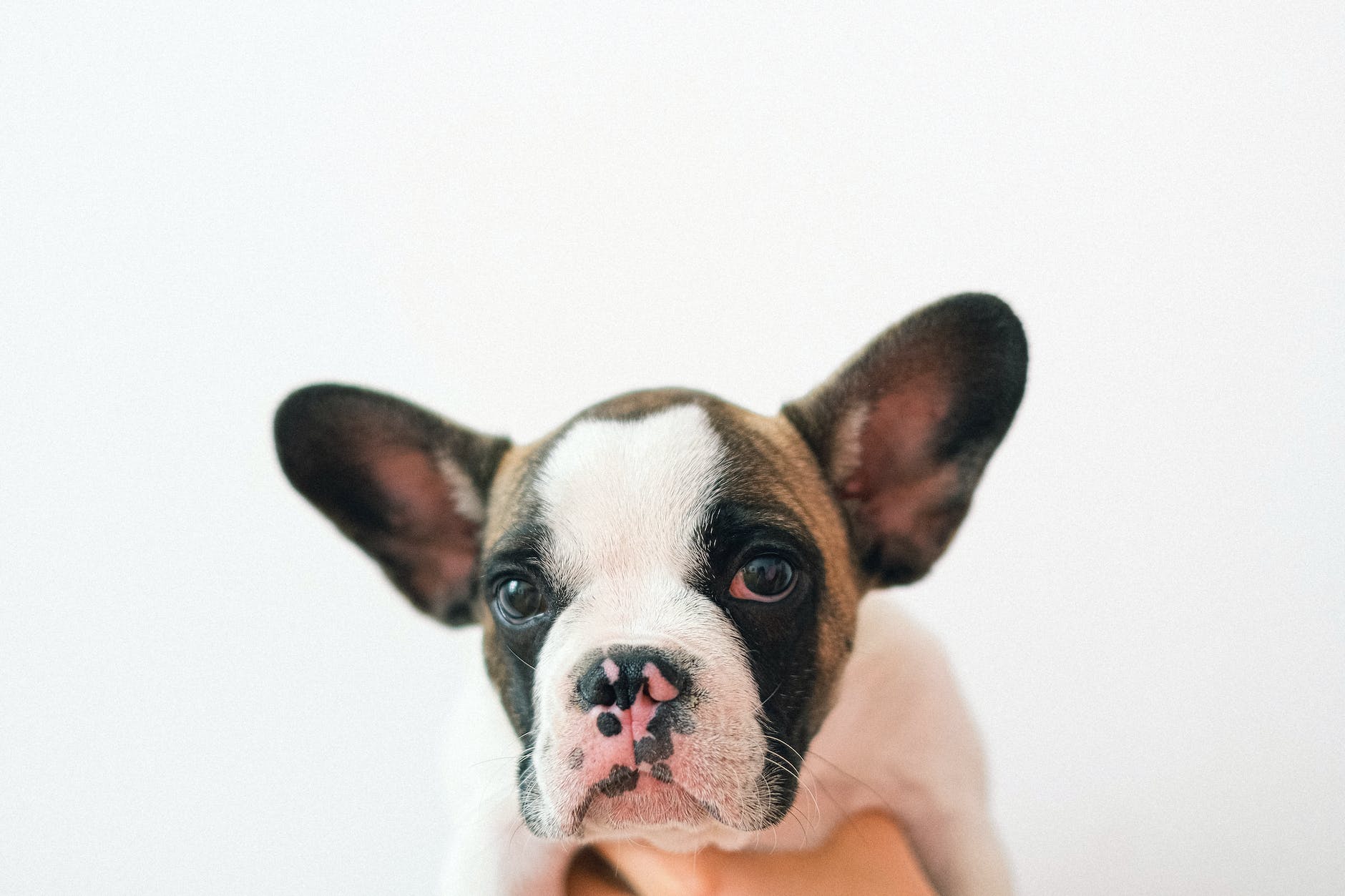 photo of a french bulldog puppy