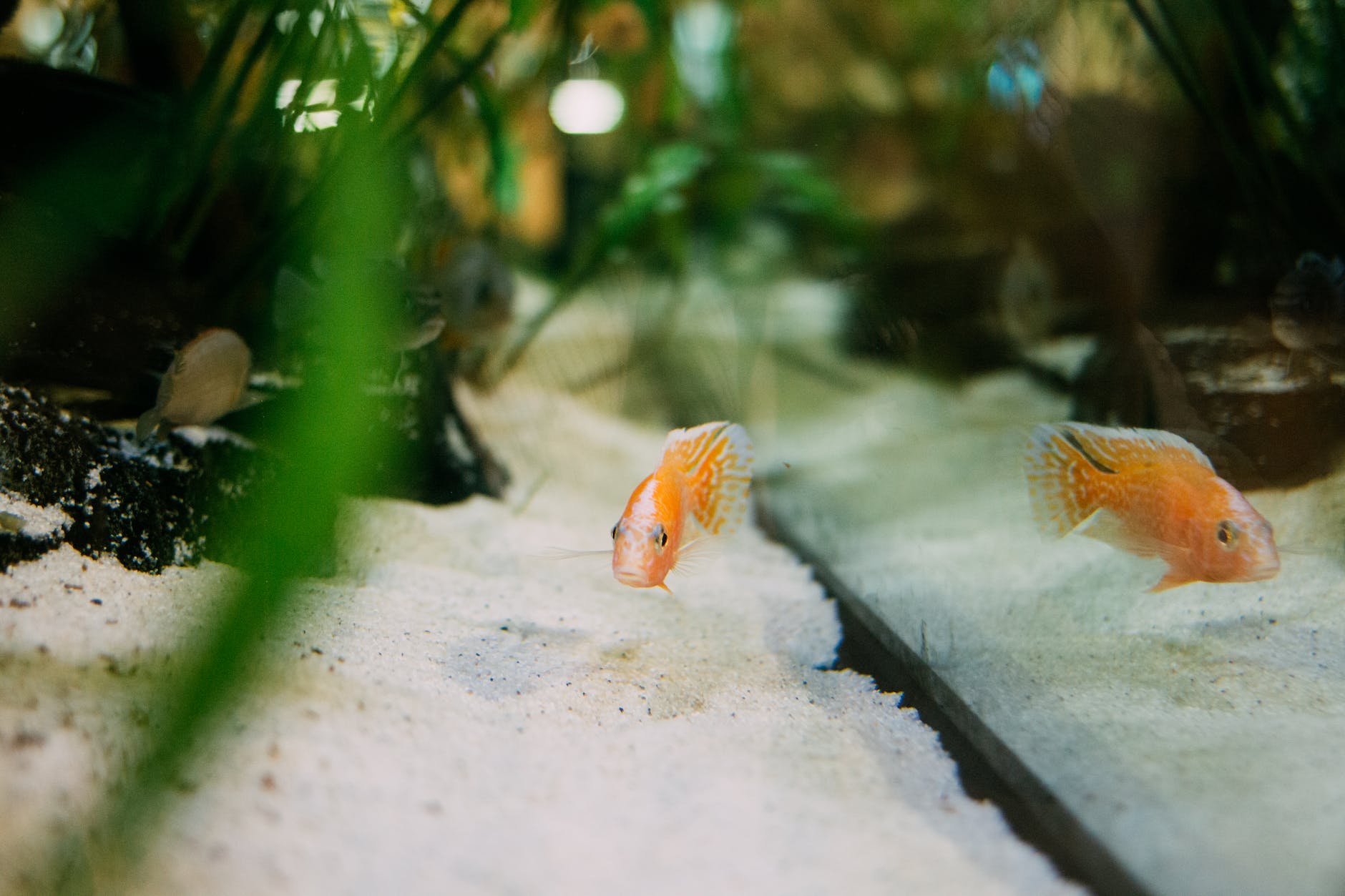 orange fish in an aquarium